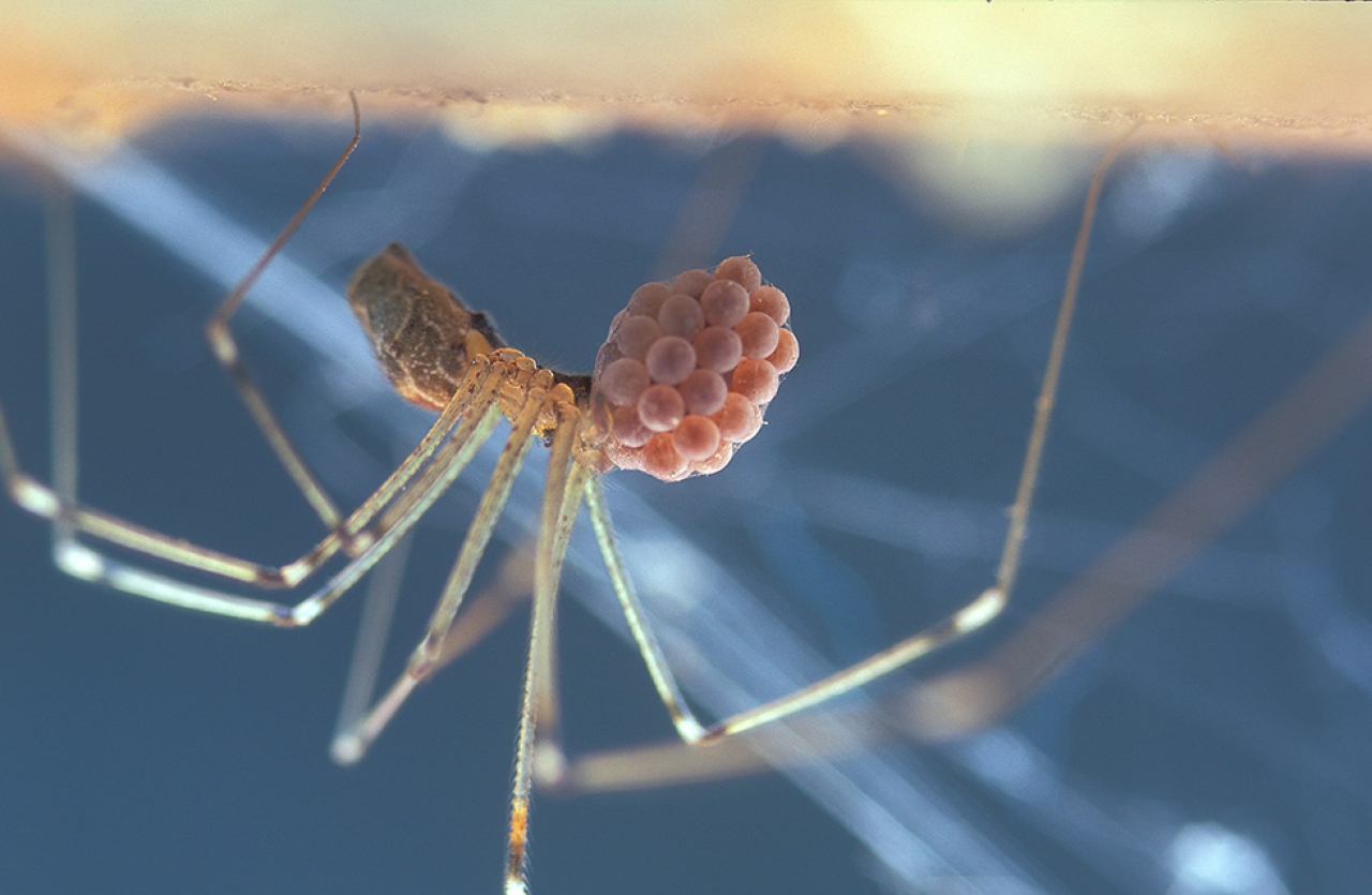 Female with egg sac in jaws