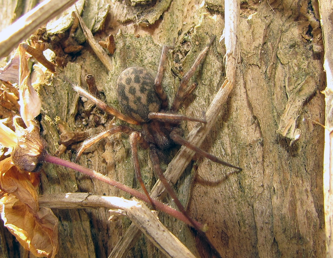 Dorsal view female 